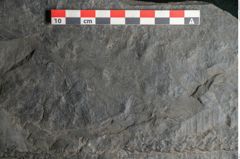 Foto (Detailansicht) von Sigillaria sp. (NHMW-GEO-2024-0188-11242)